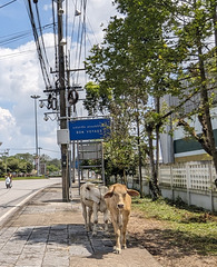 Deux vaches voyageuses / Two travelling cows