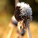 Winter ade