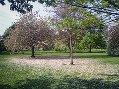 Pink Petals