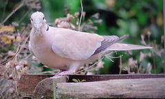 Pigeon--Turkse tortel(Streptopelia)