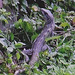 24 A Large Lizard Near The Rotunda