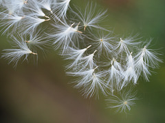 Dance of the seeds