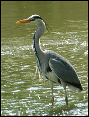 heron in the sunlight