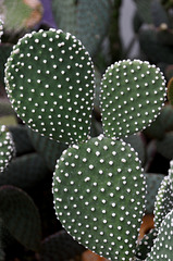 Opuntia microdasys (Mexique)