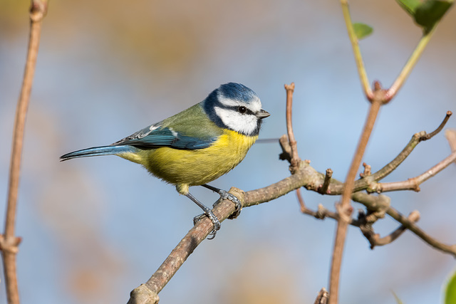 Blue Tit