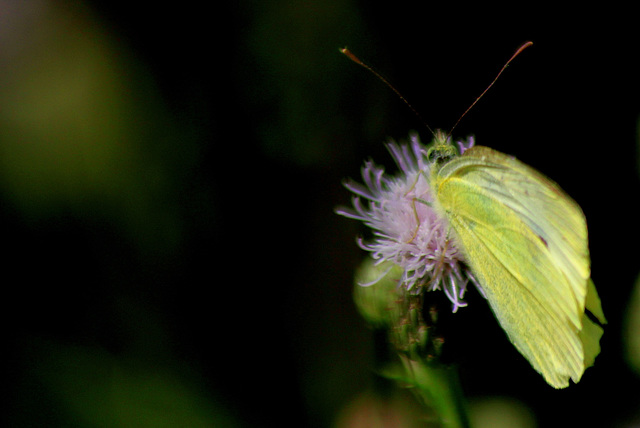 Papillon "Le citron"