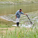 Search for seafood, Alvor estuary  (2013)