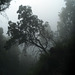 Mata da Albergaria, Rain and mist through the windshield