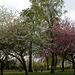 Cherry Blossom In Victoria Park