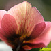 DSCF3587