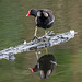 Moorhen