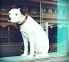 the dog in the window