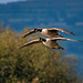 Canada geese in flight