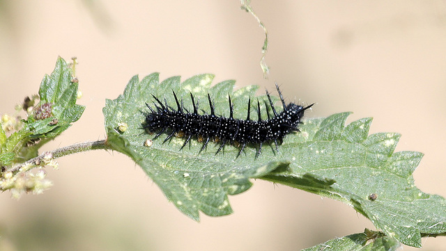 Chenille barbelée