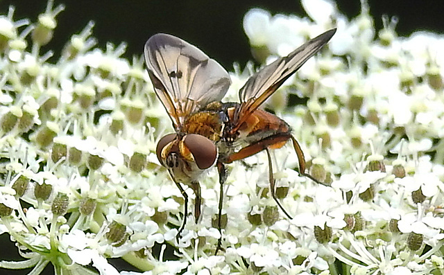 20210813 2415CPw [D~LIP] Breitflügelige Raupenfliege (Ectophasia crassipennis), Möhre (Daucus carota), Bad Salzuflen