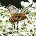 20210813 2415CPw [D~LIP] Breitflügelige Raupenfliege (Ectophasia crassipennis), Möhre (Daucus carota), Bad Salzuflen