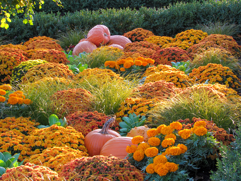 Pumpkins & Mums