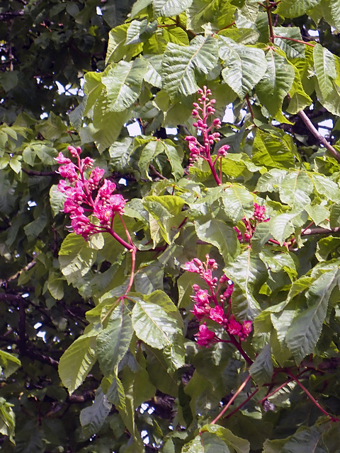 Red-Horse Chestnut Flowers (Aesculus × carnea)