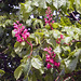 Red-Horse Chestnut Flowers (Aesculus × carnea)