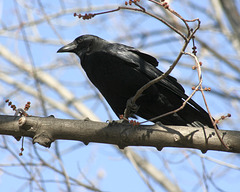 american crow / corneille d'Amérique