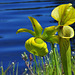 Flower of the Green Pitcher Plant