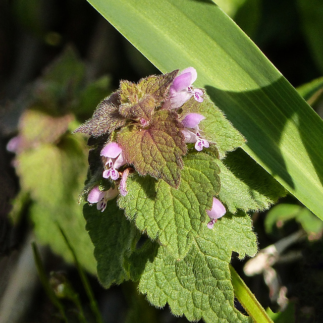 Wildflower, Pt Pelee