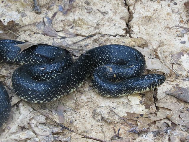 Speckled king-snake