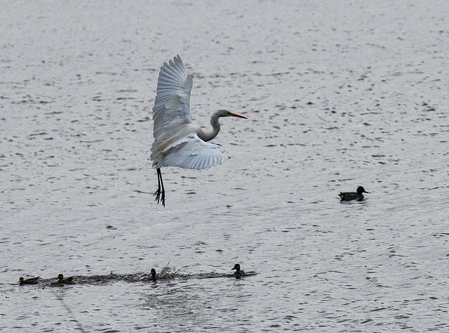 Great white egret