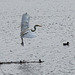 Great white egret