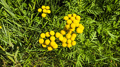 20190902 5686CPw [D~VR] Rainfarn, Boddenland, Müggenburg