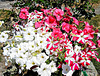 Mass of Petunias.