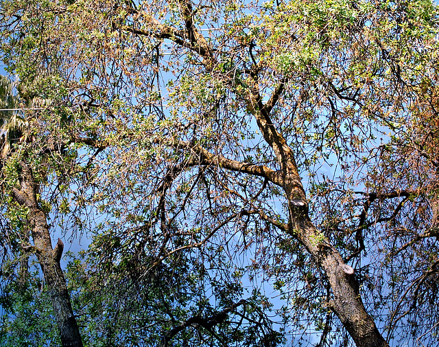 Tree at my window