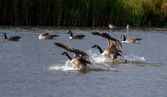 Candada geese splashdown.