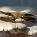 Edible King Oyster mushrooms, Akesi Farms