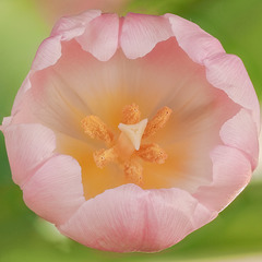 Tulpe