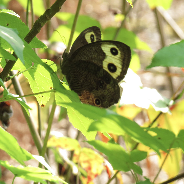 Common wood-nymph