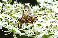 20210813 2416CPw [D~LIP] Breitflügelige Raupenfliege (Ectophasia crassipennis), Möhre (Daucus carota), Bad Salzuflen