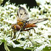 20210813 2416CPw [D~LIP] Breitflügelige Raupenfliege (Ectophasia crassipennis), Möhre (Daucus carota), Bad Salzuflen