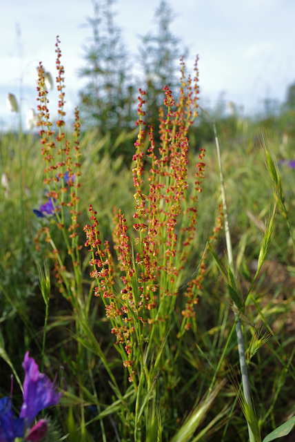 Rumex acetosella, Azedinha, Penedos