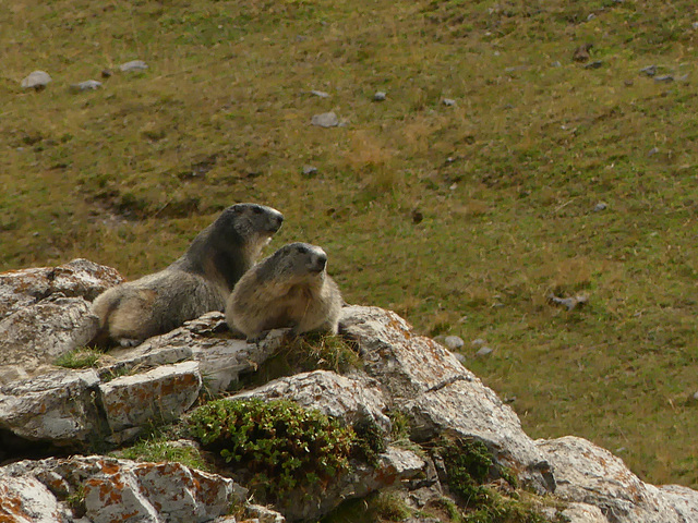 20220828 -11 Ubaye (Alpes de Haute Provence) (942)