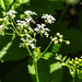 20230528 0256CPw [D~HF] Wiesen-Kerbel (Anthriscus sylvestris agg), Bismarckturm, Herford