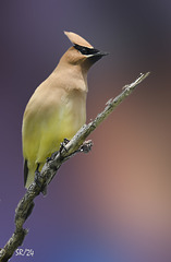 Cedar Waxwing