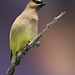 Cedar Waxwing