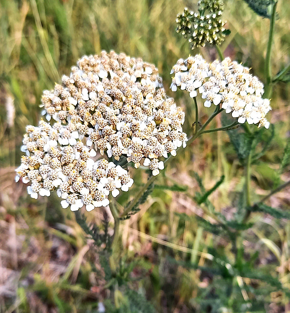 Chickweed Or Yarrow