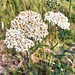 Chickweed Or Yarrow