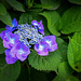 Hydrangea
