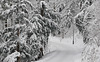 im Winter zwischen Felsenegg und Üetliberg (© Buelipix)