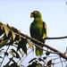 28 Amazona albifrons (White-fronted Parrot)