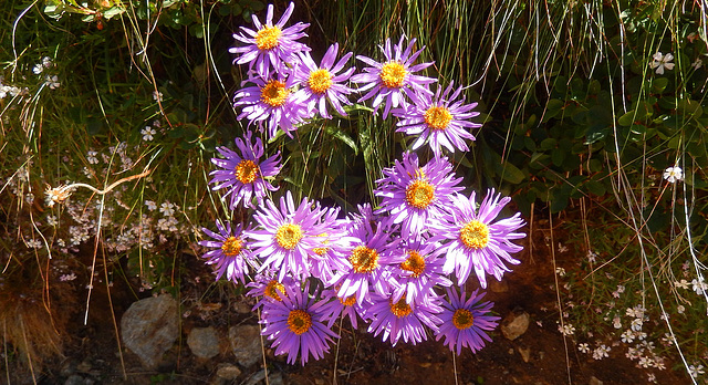 Bouquet  alpino -  ASTER  AMELLUS