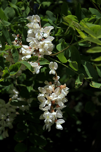 Robinia pseudoacacia (5)